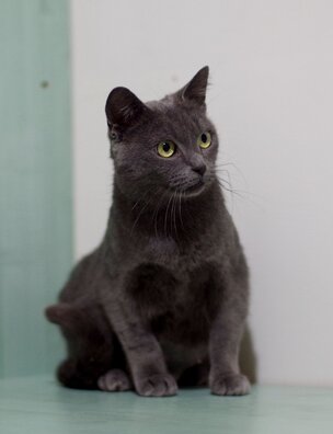 mija4_logo.jpg mija4_logo.jpg