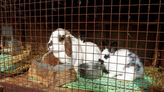 Маленькая частка гадаванцаў сям’і Матрунчыкаў Маленькая частка гадаванцаў сям’і Матрунчыкаў