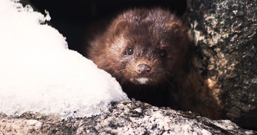 У Германіі будуць забаронены ўсе футравыя фермы