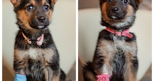 Гера і Веста: вярнуць дзяцінства! (Дзяўчынкі дома)