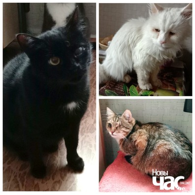 mycollages__6__1_logo.jpg mycollages__6__1_logo.jpg