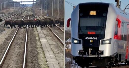 У Літве зубры статкамі бегаюць праз чыгунку і ствараюць небяспеку для людзей