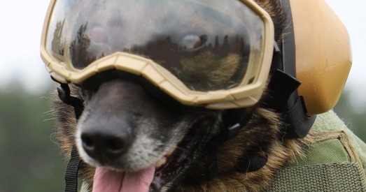 Фотафакт: украінскія службовыя сабакі атрымалі новую амуніцыю