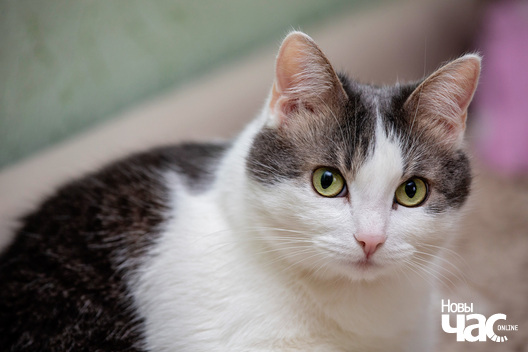 nina_haraszkevicz_novy_czas2_logo.jpg nina_haraszkevicz_novy_czas2_logo.jpg