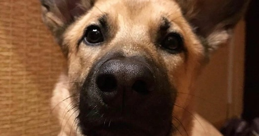 Пэні — радасць і пяшчота