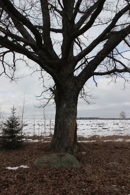 1/8 novajanczyna_kamien_lia_mohilak_1_a.leszkevicz_img_9131_logo.jpg