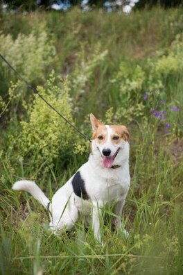 1/4 odmdk57tiri_logo.jpg