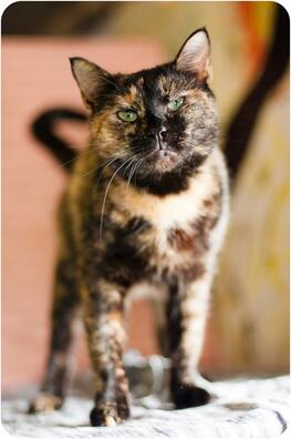 oko_6_of_21_logo.jpg oko_6_of_21_logo.jpg