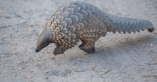 Улады Кітая забаранілі есці дзікіх жывёл