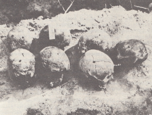 Парэшткіахвяр у Курапатах Парэшткіахвяр у Курапатах