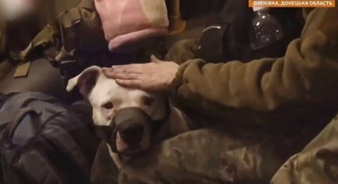 Абмен палоннымі: Ва Украіну вярнуліся 140 абаронцаў і сабака з «Азоўсталі» Абмен палоннымі: Ва Украіну вярнуліся 140 абаронцаў і сабака з «Азоўсталі»