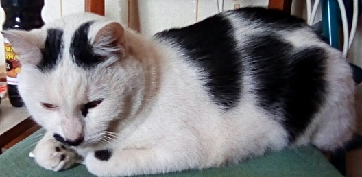 Кот Сняжок Кот Сняжок