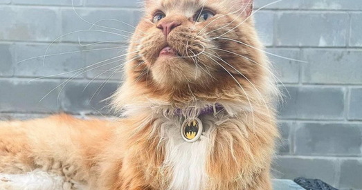 Беларускія валанцёры дапамаглі кату з Бучы вярнуцца да гаспадароў