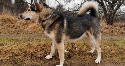 Хочаце асабістага амаль воўка? Пазнаёмцеся з Вольфам!