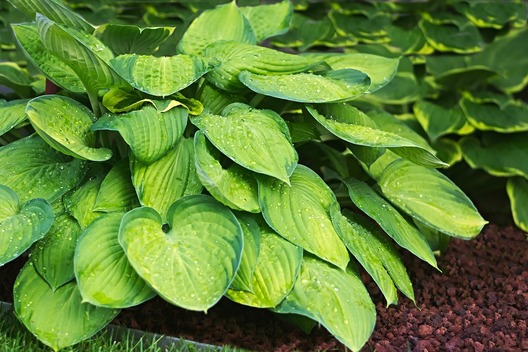 plantain_lily_2370852_1280.jpg plantain_lily_2370852_1280.jpg
