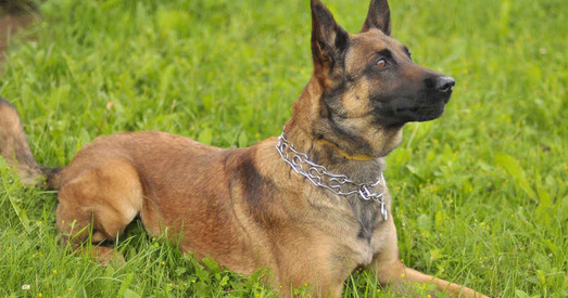 У Францыі высвятляюць, ці адчуваюць сабакі пах людзей з каронавірусам