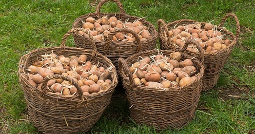 Лецішчы будзе дазволена пераводзіць у жылыя дамы, таварыствы – у паселішчы. Хто выйграе ад гэтага ўказа?