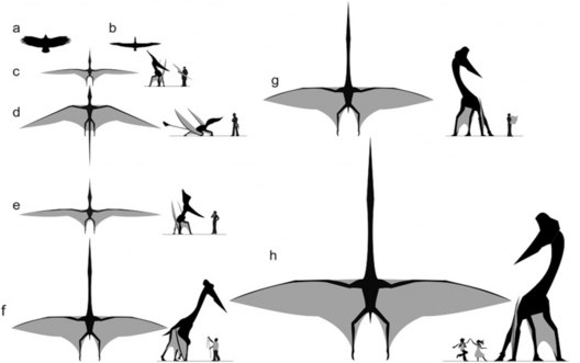 pterozaur_003.png pterozaur_003.png