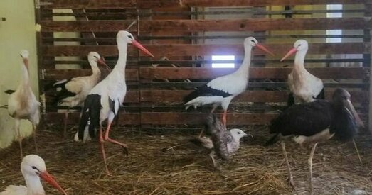 «Ежы няма зусім». Прыватны прытулак для дзікіх птушак у Асіповічах просіць дапамогі