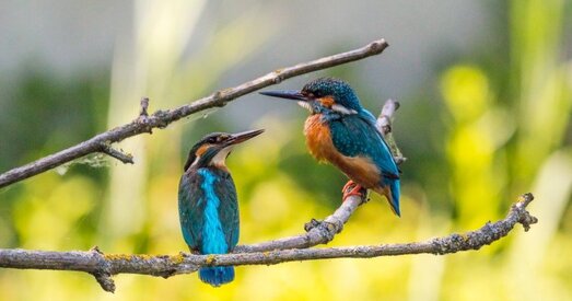 Аднолькавыя палавыя храмасомы дазваляюць жанчынам жыць даўжэй за мужчын