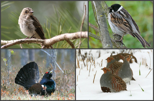 ptuszka_hoda.jpg ptuszka_hoda.jpg