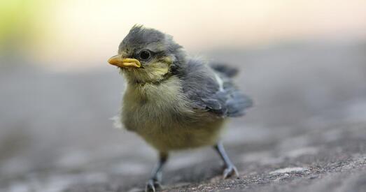 Што рабіць, калі знайшлі маленькую птушку на зямлі?
