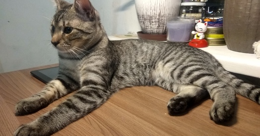 Ваш коцік сумуе? Пупс стане яго сябрам!