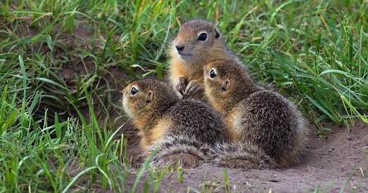 У Беларусі будуць ахоўваць рэдкага сусліка