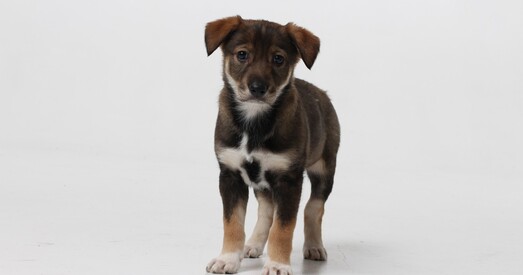 Роза — народжана дзеля любові