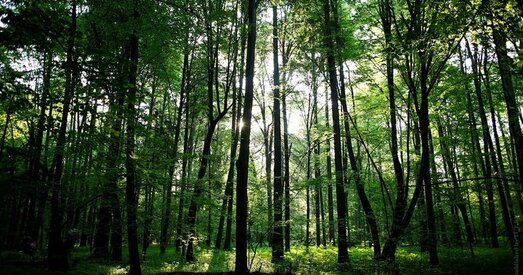 Суд ЕС: Польшча парушыла заканадаўства Еўрасаюза, высякаючы Белавежскую пушчу