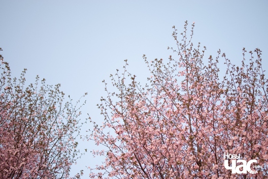 2/4 ruzovyja_sakury_2_logo.jpg