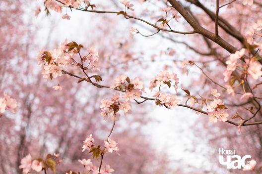 3/4 ruzovyja_sakury_3_logo.jpg