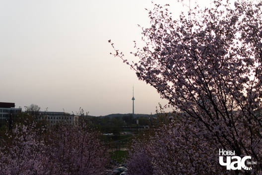 4/4 ruzovyja_sakury_4_logo.jpg