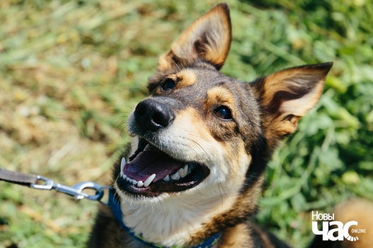 s7avzionsgi_logo.jpg s7avzionsgi_logo.jpg