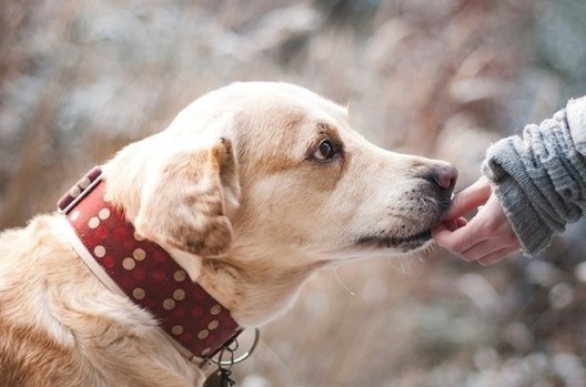 sabaka_6.jpg sabaka_6.jpg