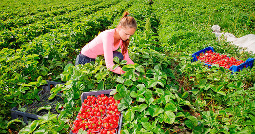 У Польшчы памяняюцца правілы працаўладкавання іншаземцаў