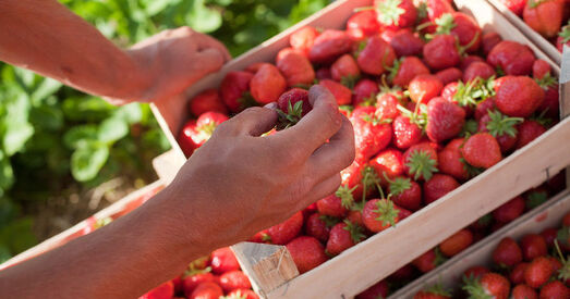Беларусаў і ўкраінцаў завуць збіраць клубніцы ў Польшчы і Германіі