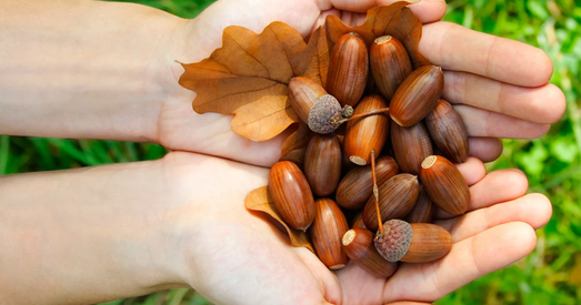 У Беларусі будуць максімальна нарыхтоўваць… жалуды!
