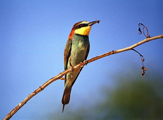 Шчурка-пчалаедка. Фота Валерыя Юрко Шчурка-пчалаедка. Фота Валерыя Юрко