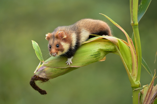 shutterstock_1571670499_hamjak_na_kukuruze.jpg shutterstock_1571670499_hamjak_na_kukuruze.jpg