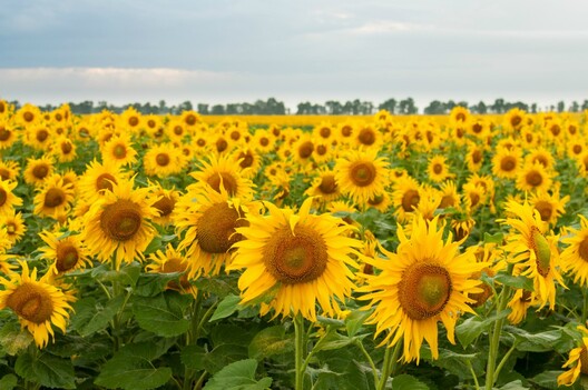 shutterstock_347503679_1068x709.jpg shutterstock_347503679_1068x709.jpg