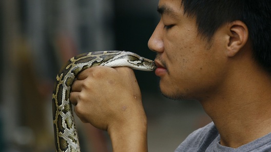 snake.jpg snake.jpg