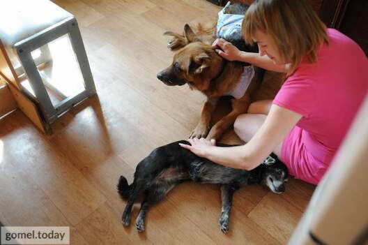 6/7 sobaka_sop__003.jpg