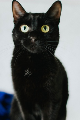 sqz_fhxoc_d_i_logo.jpg sqz_fhxoc_d_i_logo.jpg