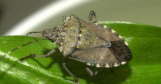 Грузія. Усе на барацьбу з клапамі!