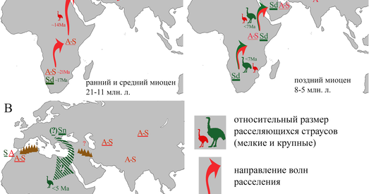 Усходняя Еўропа аказалася радзімай сучасных страўсаў