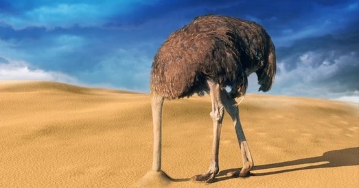 Эфект страуса. Чаму мы хаваемся ад негатыўнай інфармацыі?