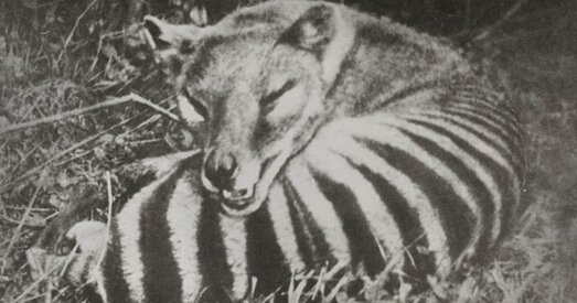 Прачытаны поўны геном вымерлага сумчатага ваўка