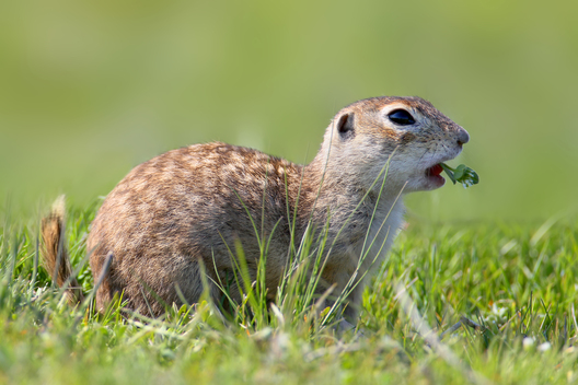 suslik___shutterstock.jpg suslik___shutterstock.jpg