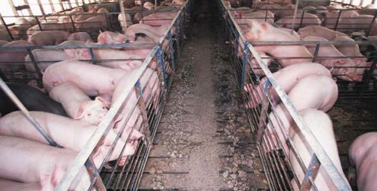 svinokompleks.jpg svinokompleks.jpg